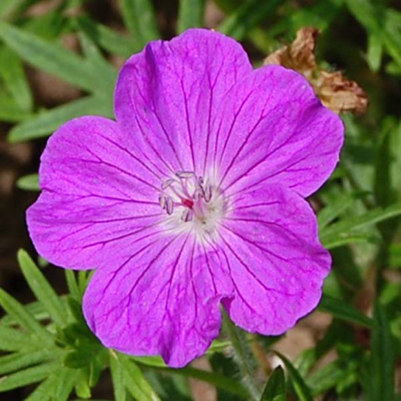 Geranium sanguineum (Flowering)