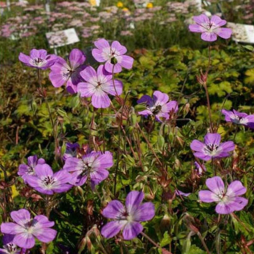 Storchschnabel Silvias Surprise - Geranium (Wuchs)