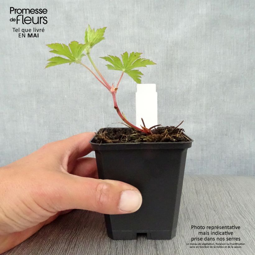 Example of Storchschnabel Ann Folkard - Geranium Kleine Töpfe von 8/9 cm as you get in printemps