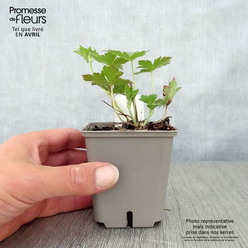 Example of Storchschnabel Anne Thomson - Geranium Kleine Töpfe von 8/9 cm as you get in printemps