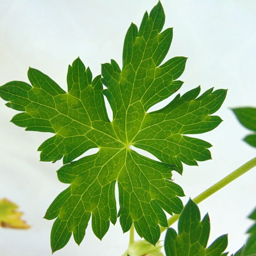 Storchschnabel Azure Rush - Geranium (Foliage)
