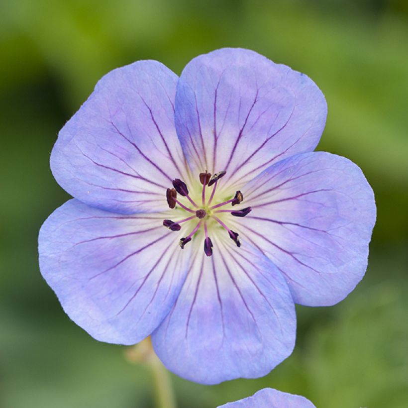 Storchschnabel Azure Rush - Geranium (Flowering)
