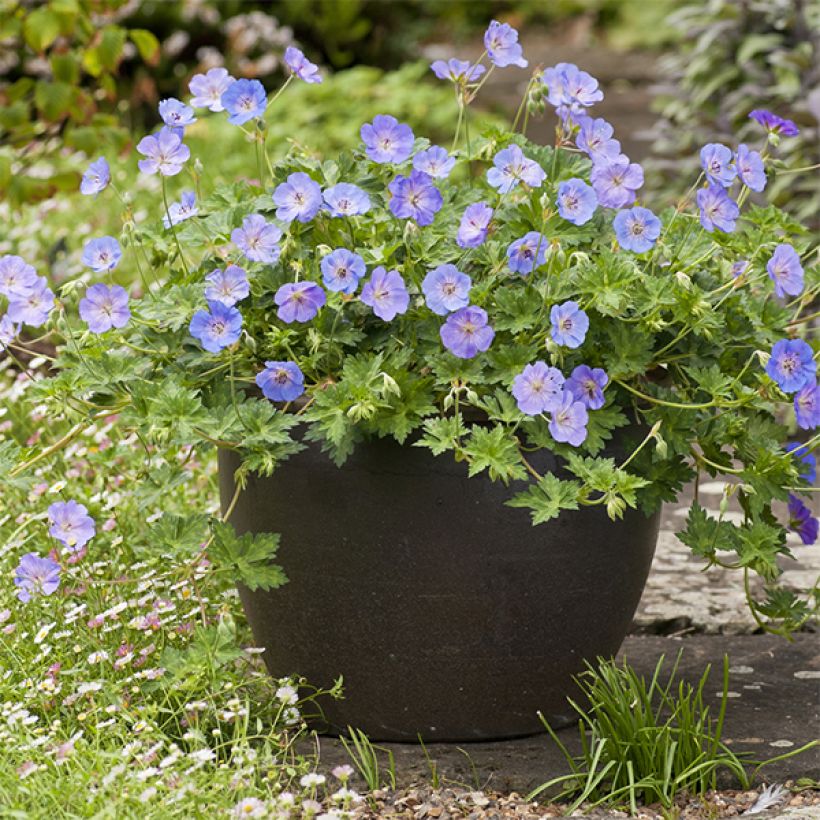 Storchschnabel Azure Rush - Geranium (Plant habit)