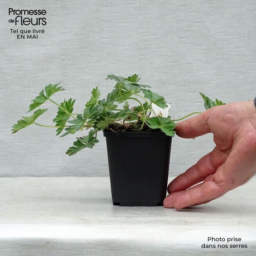 Example of Storchschnabel Azure Rush - Geranium Kleine Töpfe von 8/9 cm as you get in printemps