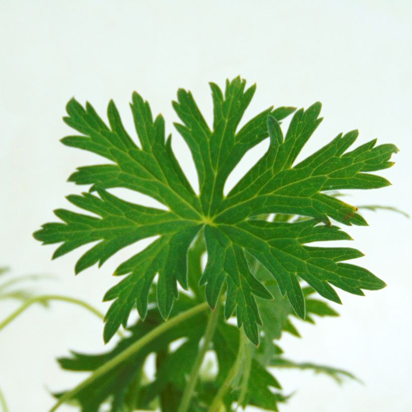 Storchschnabel Blue Cloud - Geranium (Foliage)