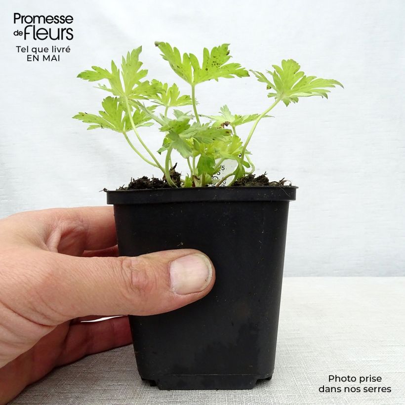 Example of Storchschnabel Blue Sunrise - Geranium Kleine Töpfe von 8/9 cm as you get in printemps