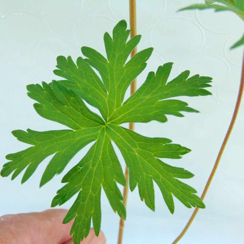 Storchschnabel Brookside - Geranium (Foliage)