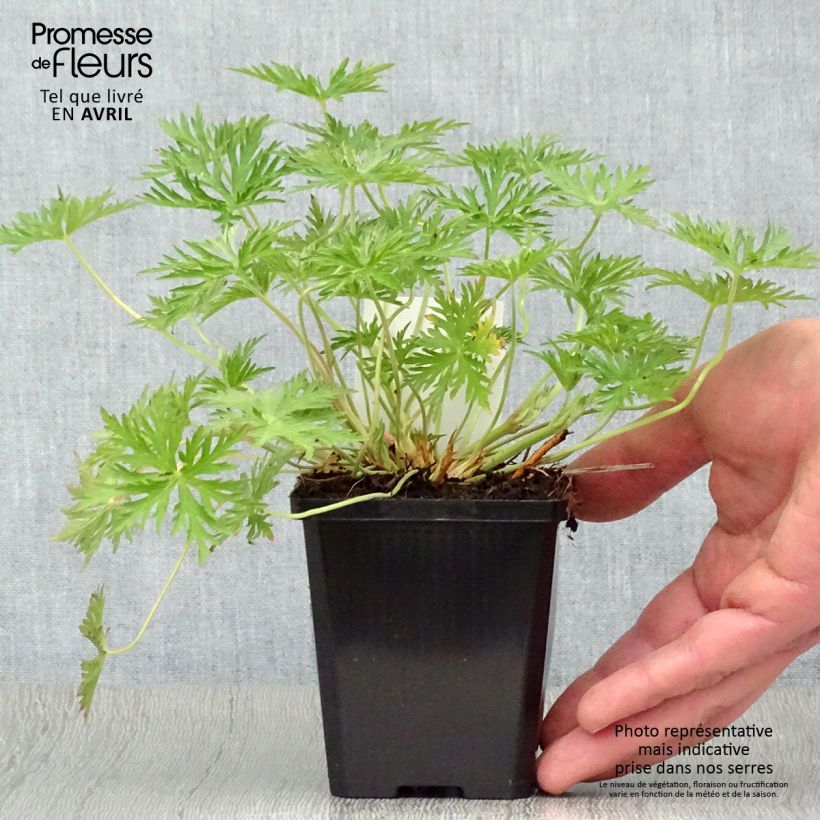 Example of Storchschnabel Brookside - Geranium Kleine Töpfe von 8/9 cm as you get in printemps