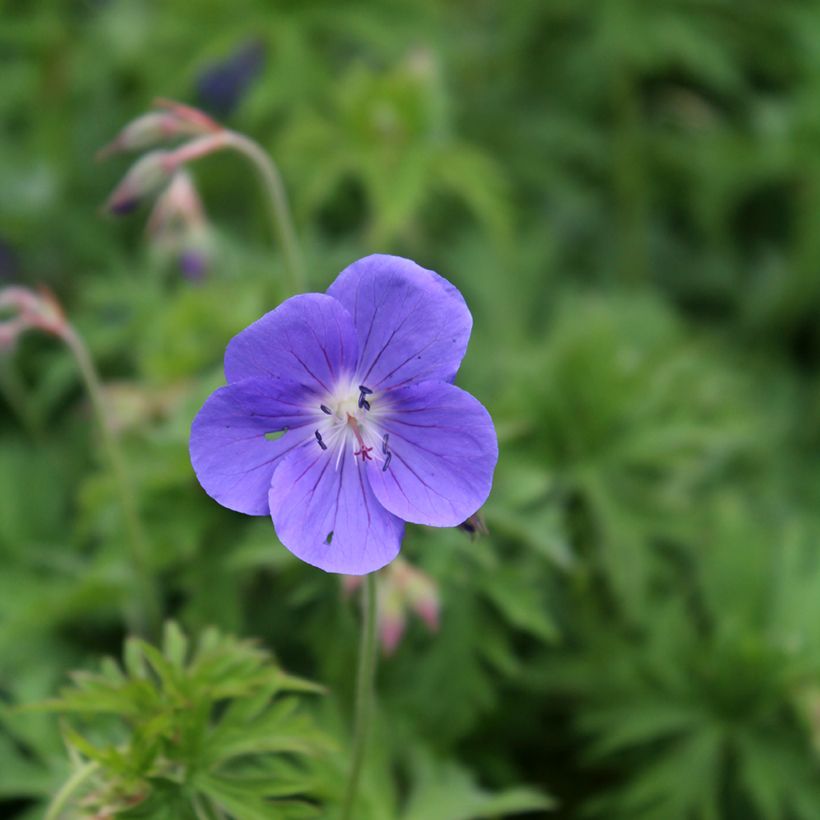 Storchschnabel Brookside - Geranium (Flowering)