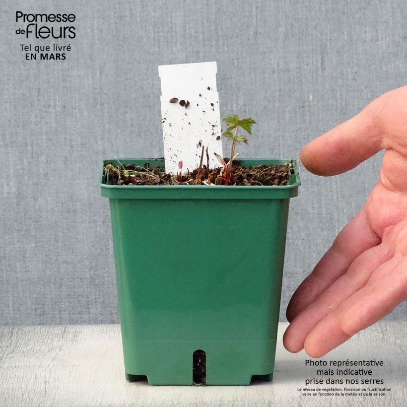 Example of Storchschnabel Brookside - Geranium Topf mit 1L/1,5L as you get in printemps