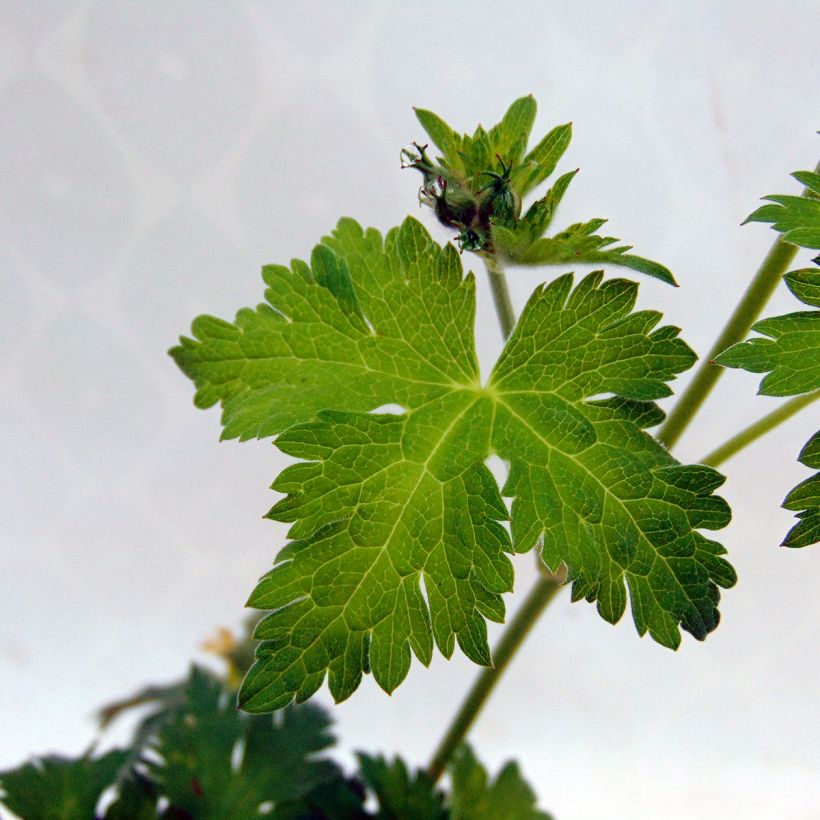Storchschnabel Dragon Heart - Geranium (Foliage)