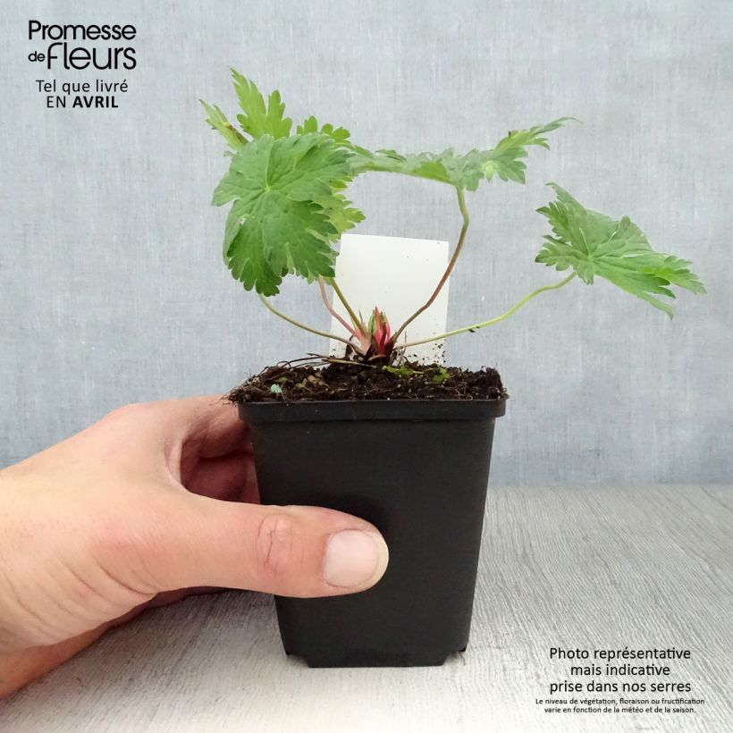 Example of Storchschnabel Dragon Heart - Geranium Kleine Töpfe von 8/9 cm as you get in printemps