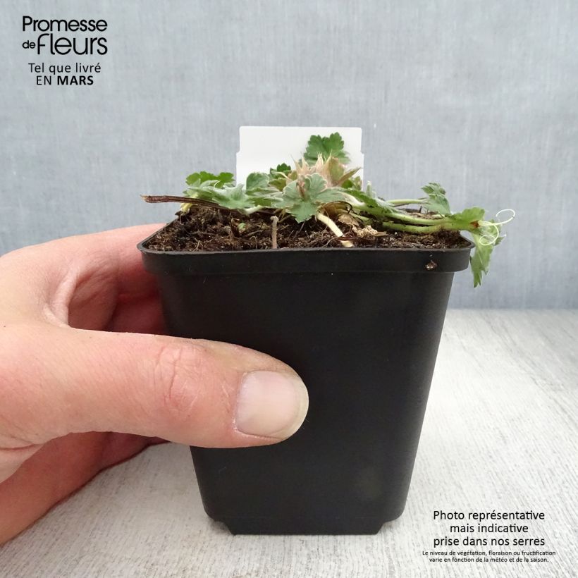 Example of Storchschnabel Dreamland - Geranium Kleine Töpfe von 8/9 cm as you get in printemps