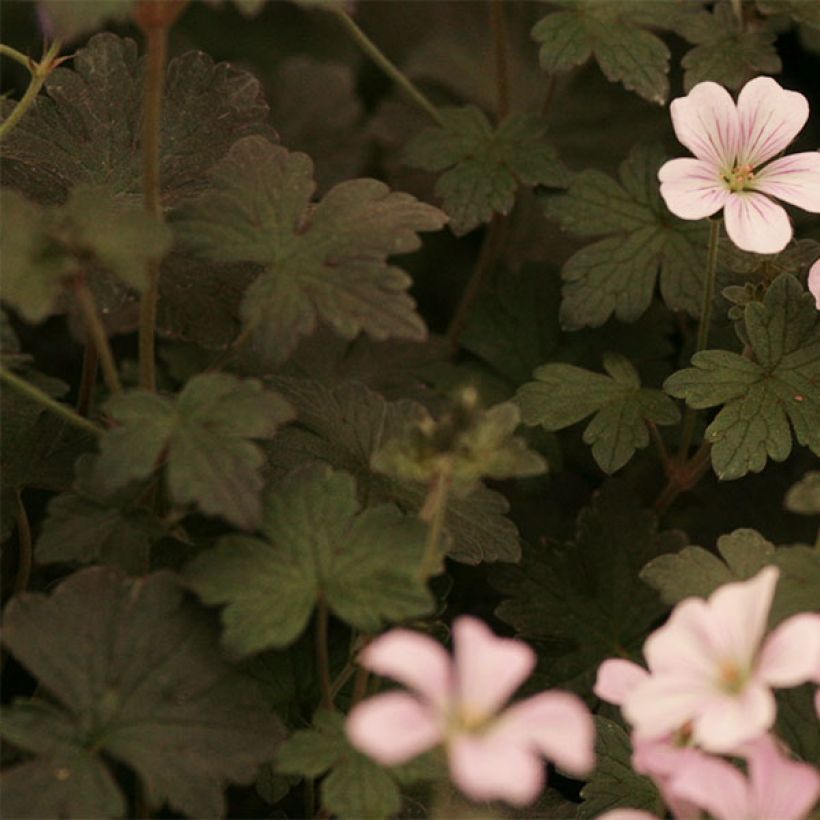 Geranium oxonianum Dusky Crug - Oxford-Storchschnabel (Foliage)