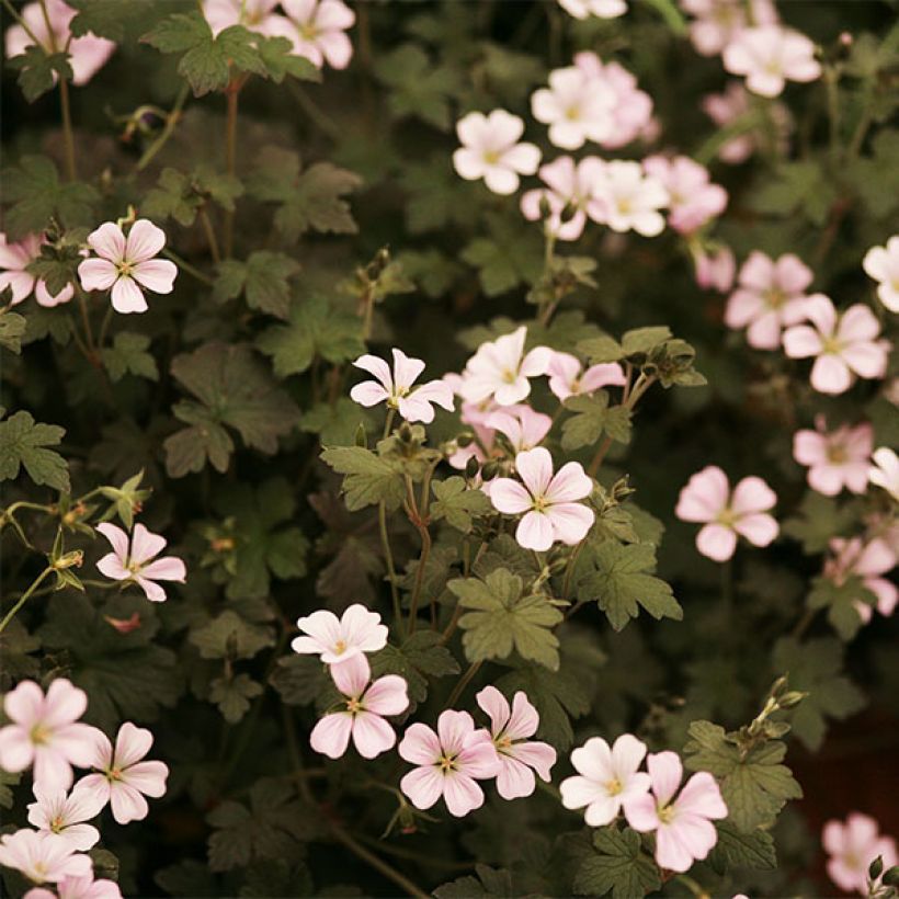 Geranium oxonianum Dusky Crug - Oxford-Storchschnabel (Flowering)
