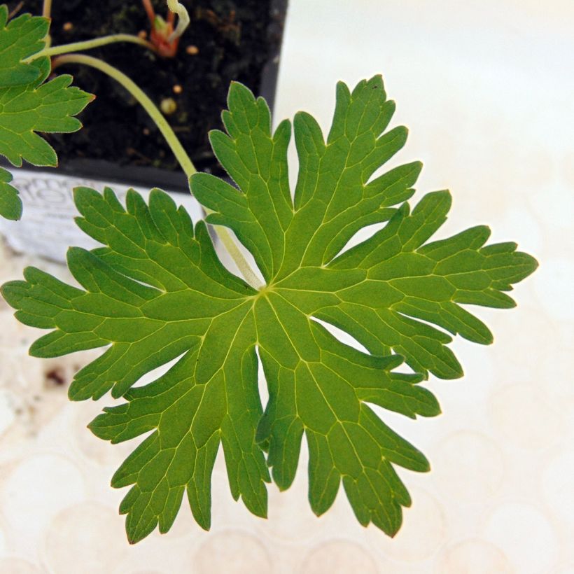 Storchschnabel Johnson's blue - Geranium (Foliage)