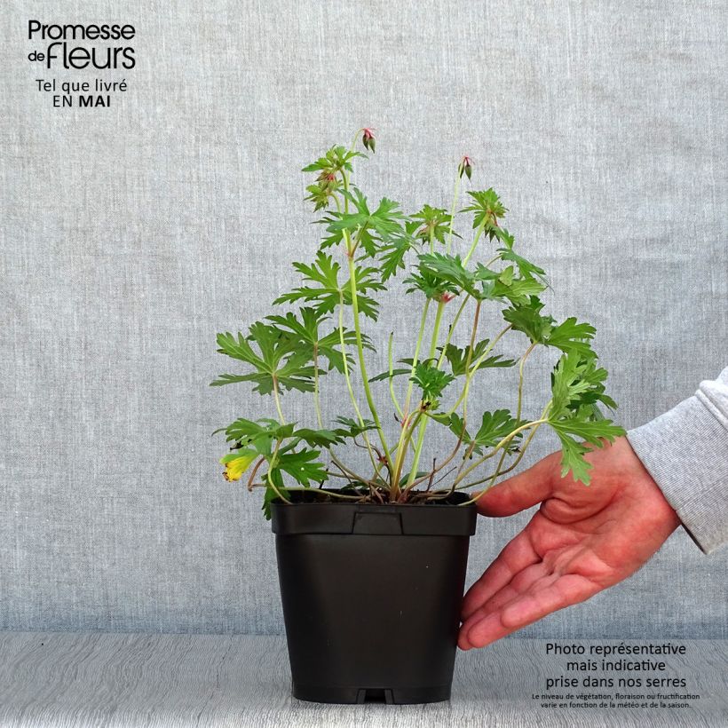 Example of Storchschnabel Johnson's blue - Geranium Topf mit 2L/3L as you get in printemps