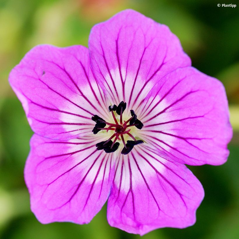 Storchschnabel Kelly-Anne - Geranium (Flowering)