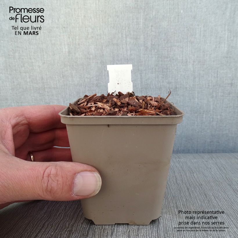 Example of Storchschnabel Kelly-Anne - Geranium Kleine Töpfe von 8/9 cm as you get in hiver