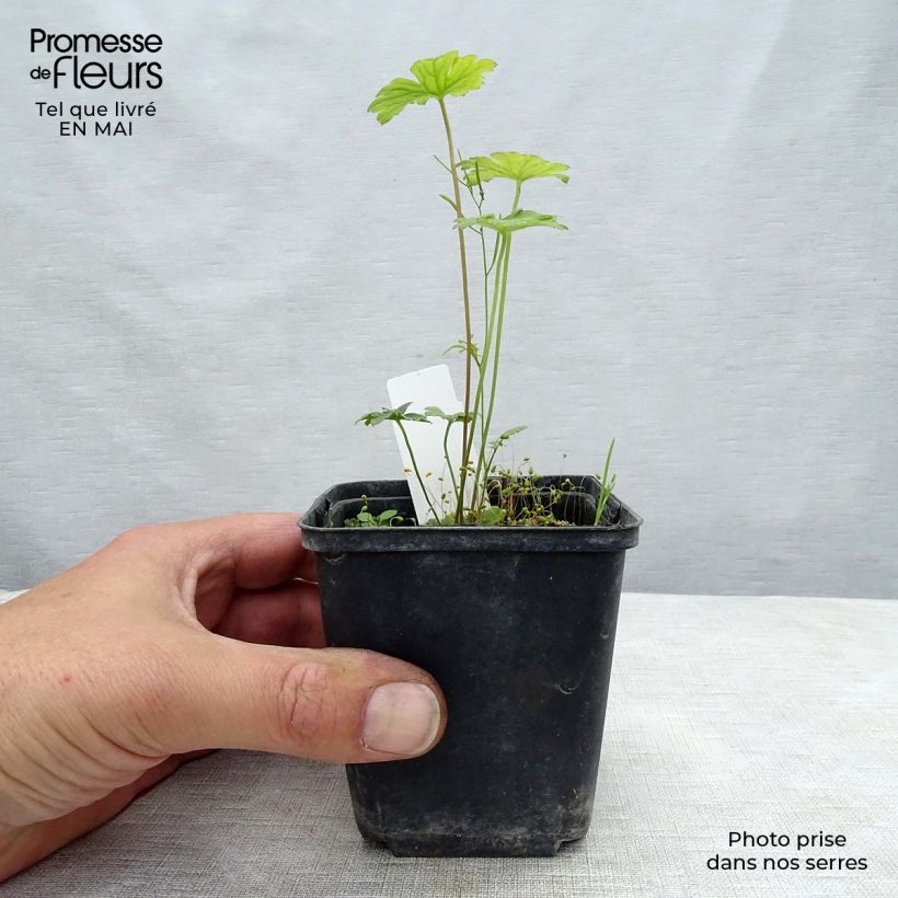 Example of Storchschnabel Lea - Geranium Kleine Töpfe von 8/9 cm as you get in printemps