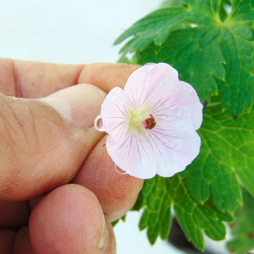 Geranium wallichianum Lilac Ice - Storchschnabel (Blüte)