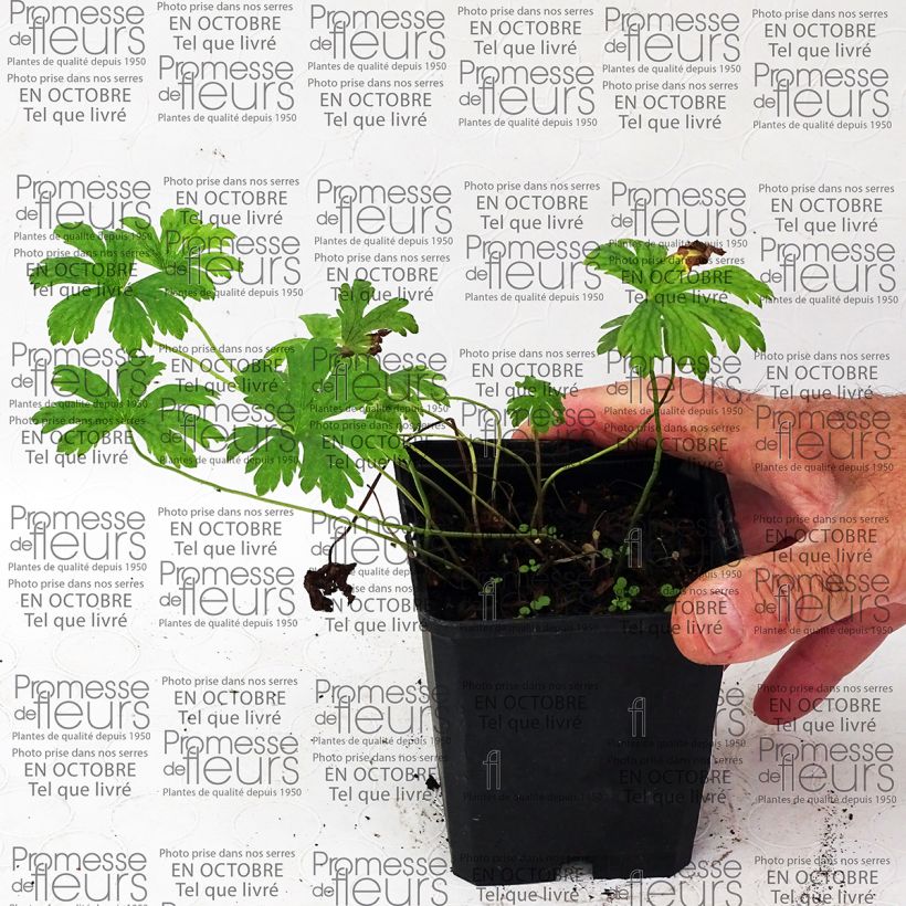 Beispiel eines Exemplars von Storchschnabel Melinda - Geranium Kleine Töpfe von 8/9 cm wie geliefert