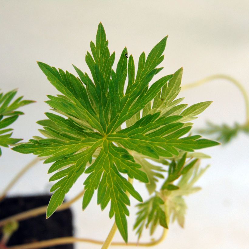 Storchschnabel Nimbus - Geranium (Foliage)