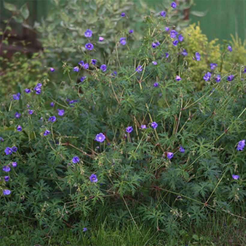 Storchschnabel Nimbus - Geranium (Flowering)
