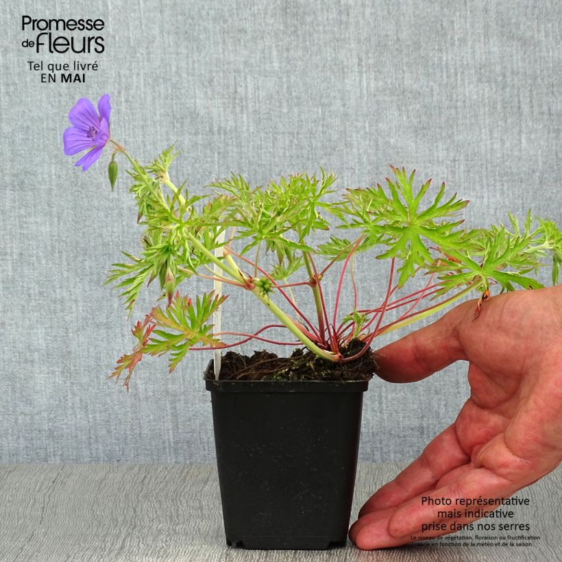 Example of Storchschnabel Nimbus - Geranium Kleine Töpfe von 8/9 cm as you get in printemps