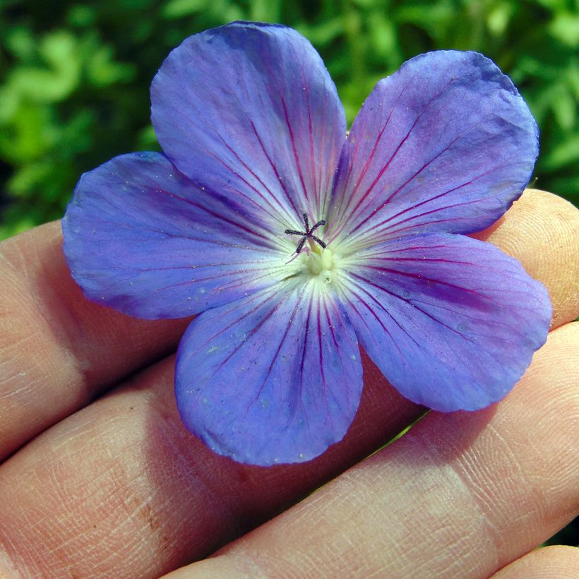 Storchschnabel Orion - Geranium (Flowering)
