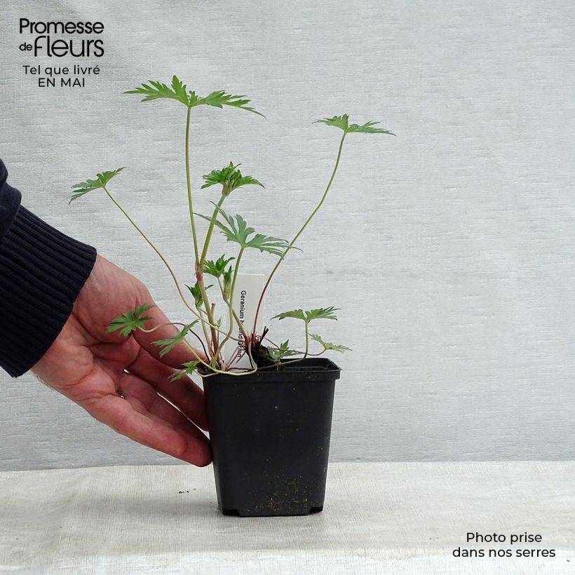 Example of Storchschnabel Orion - Geranium Kleine Töpfe von 8/9 cm as you get in printemps