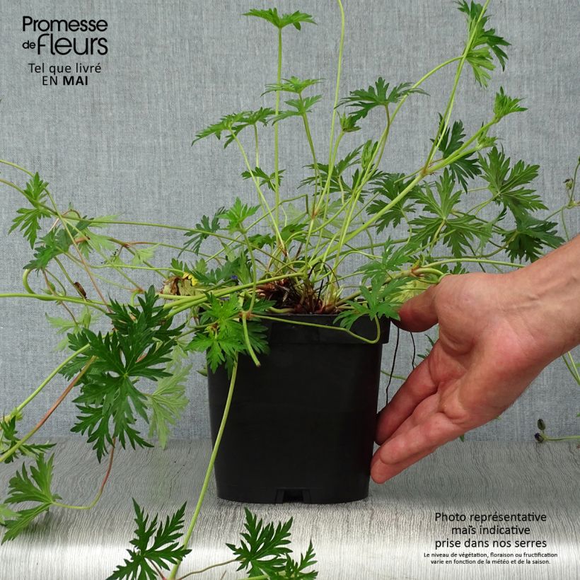 Example of Storchschnabel Orion - Geranium Topf mit 2L/3L as you get in printemps