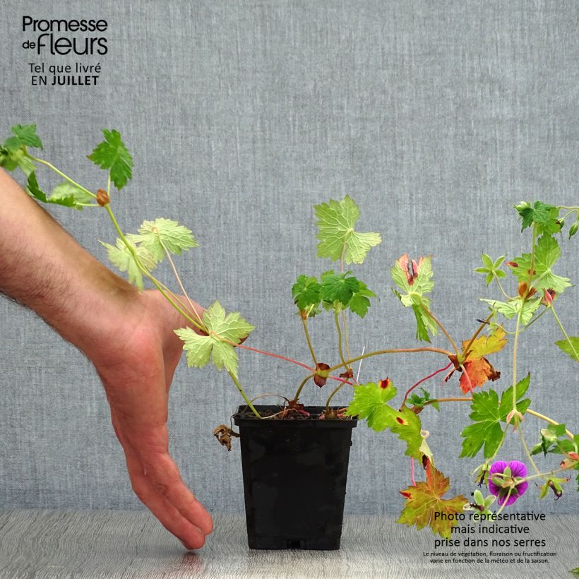 Exemplar von Storchschnabel Pink Penny - Geranium Kleine Töpfe von 8/9 cm wie im Sommer geliefert