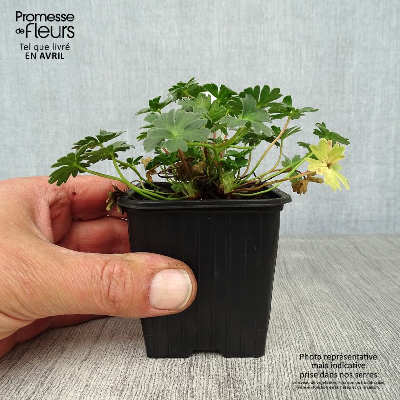 Example of Geranium cinereum Rothbury Gem - Aschgrauer Storchschnabel Kleine Töpfe von 8/9 cm as you get in printemps