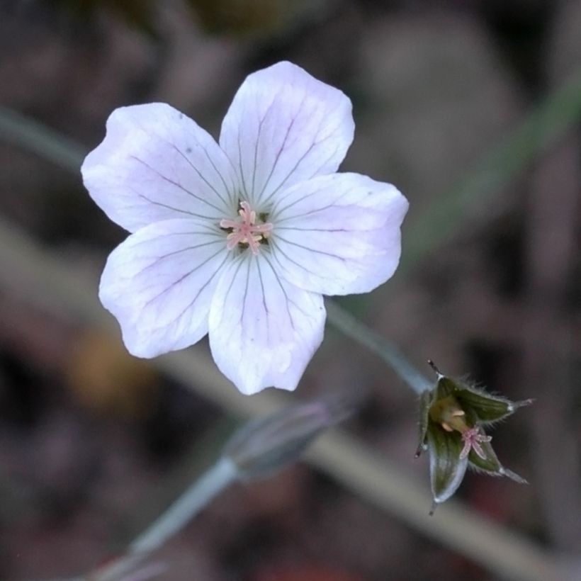 Storchschnabel Rothbury Red - Geranium (Blüte)