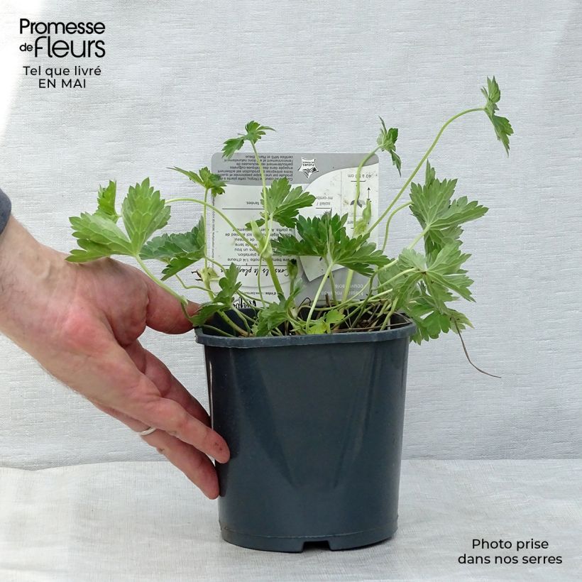 Example of Storchschnabel Rozanne - Geranium Topf mit 2L/3L as you get in printemps