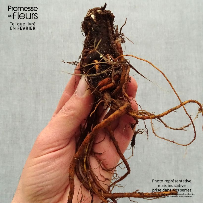 Example of Storchschnabel Sandrine - Geranium Wurzelnackt as you get in hiver