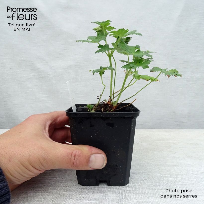Example of Storchschnabel Sirak - Geranium Kleine Töpfe von 8/9 cm as you get in printemps