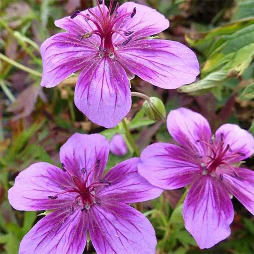 Geranium soboliferum Starman - Storchschnabel (Flowering)