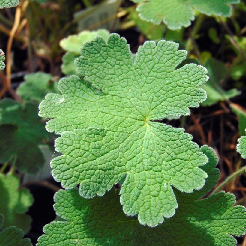 Storchschnabel Terre Franche - Geranium (Foliage)