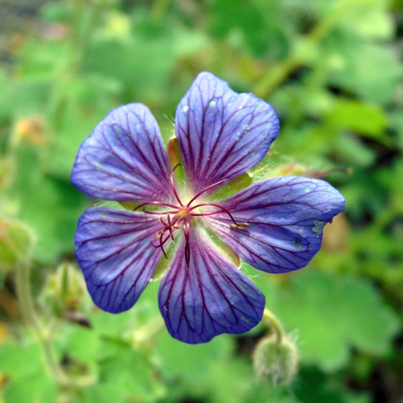 Storchschnabel Terre Franche - Geranium (Flowering)
