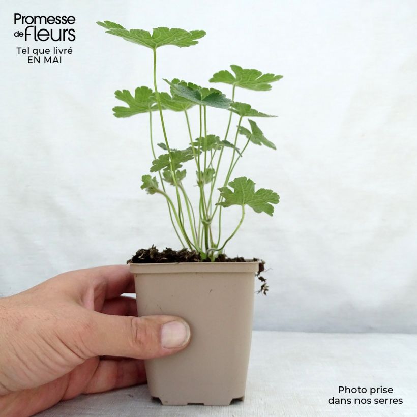 Example of Storchschnabel Terre Franche - Geranium Kleine Töpfe von 8/9 cm as you get in printemps