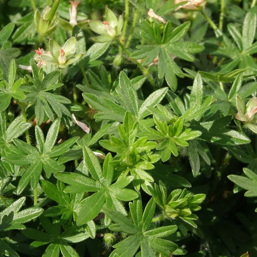 Geranium sanguineum Frivolius Pink - Blutstorchschnabel (Laub)
