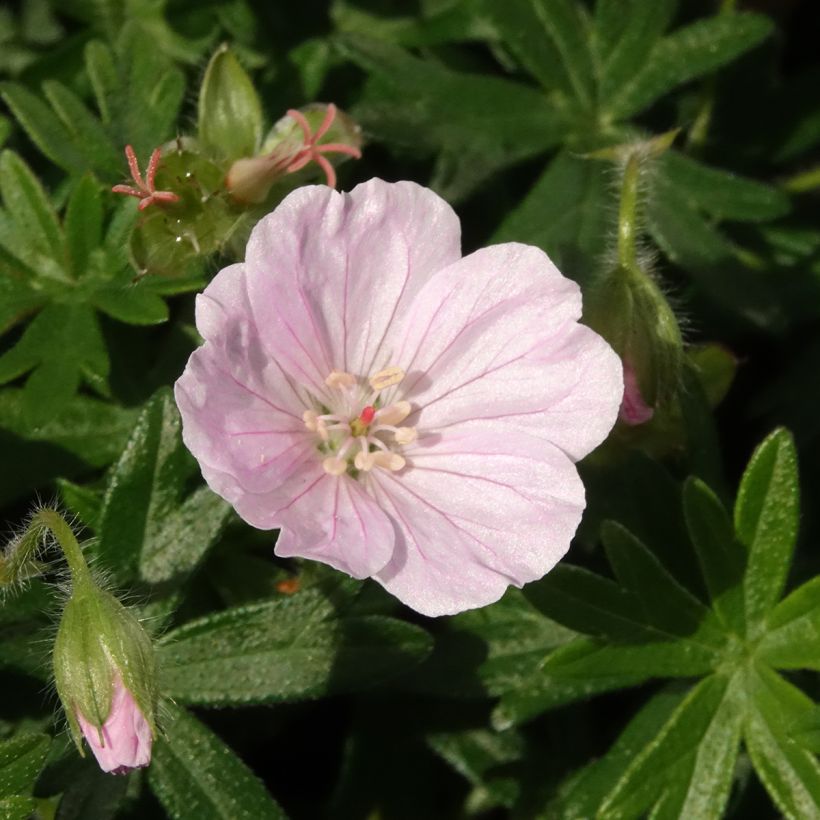 Geranium sanguineum Frivolius Pink - Blutstorchschnabel (Blüte)