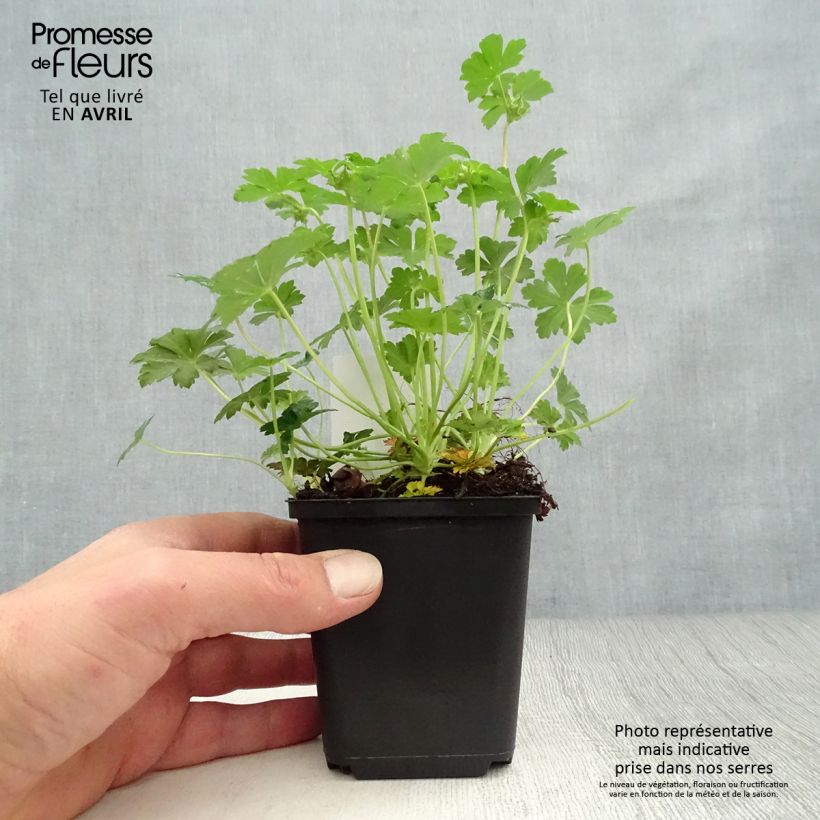 Exemplar von Geranium cantabrigiense Biokovo - Cambridge Storchschnabel Kleine Töpfe von 8/9 cm wie im Frühjahr geliefert