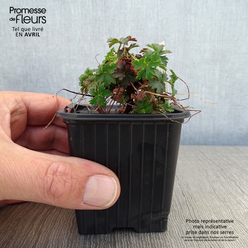 Example of Geranium cantabrigiense Intense - Cambridge Storchschnabel Kleine Töpfe von 8/9 cm as you get in printemps