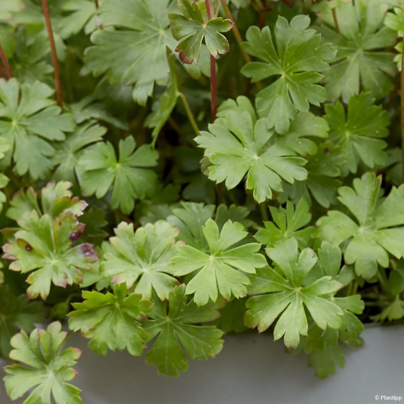 Geranium cantabrigiense Intense - Cambridge Storchschnabel (Foliage)