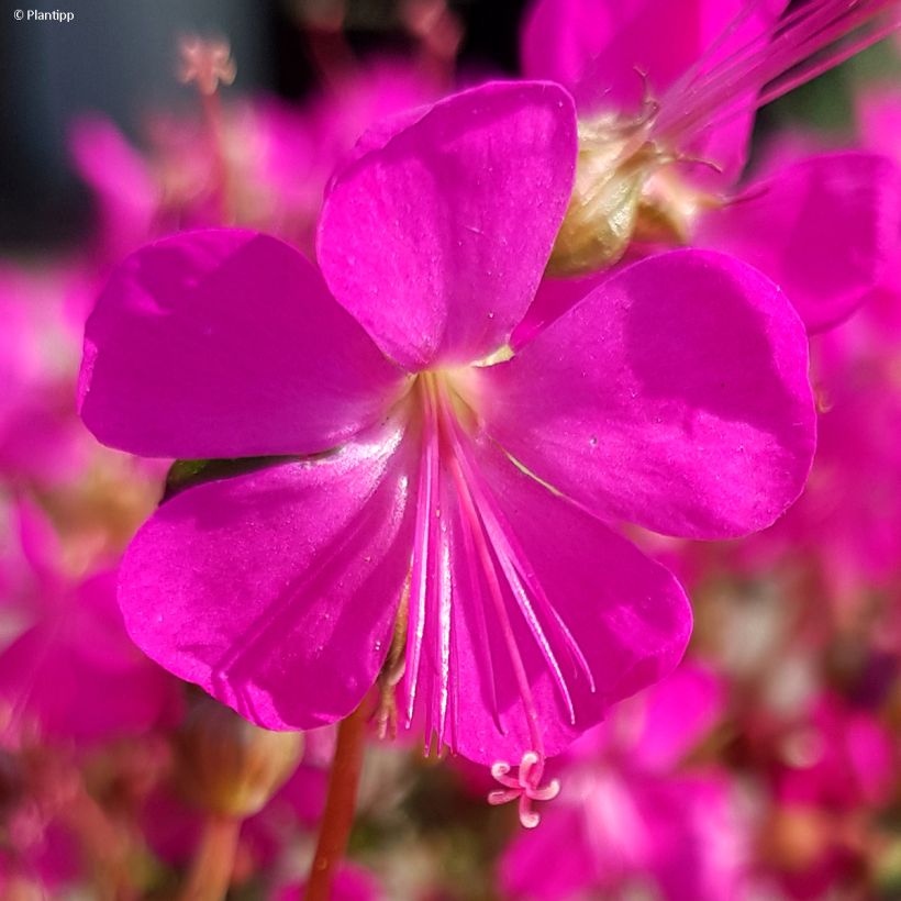 Geranium cantabrigiense Intense - Cambridge Storchschnabel (Flowering)