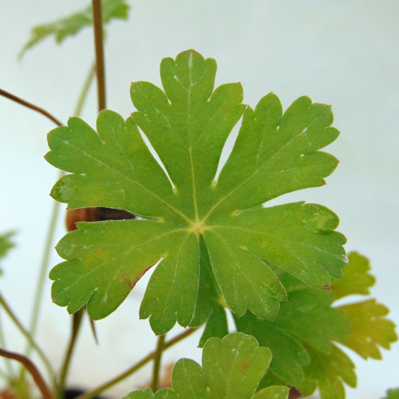 Geranium cantabrigiense Karmina - Cambridge Storchschnabel (Foliage)