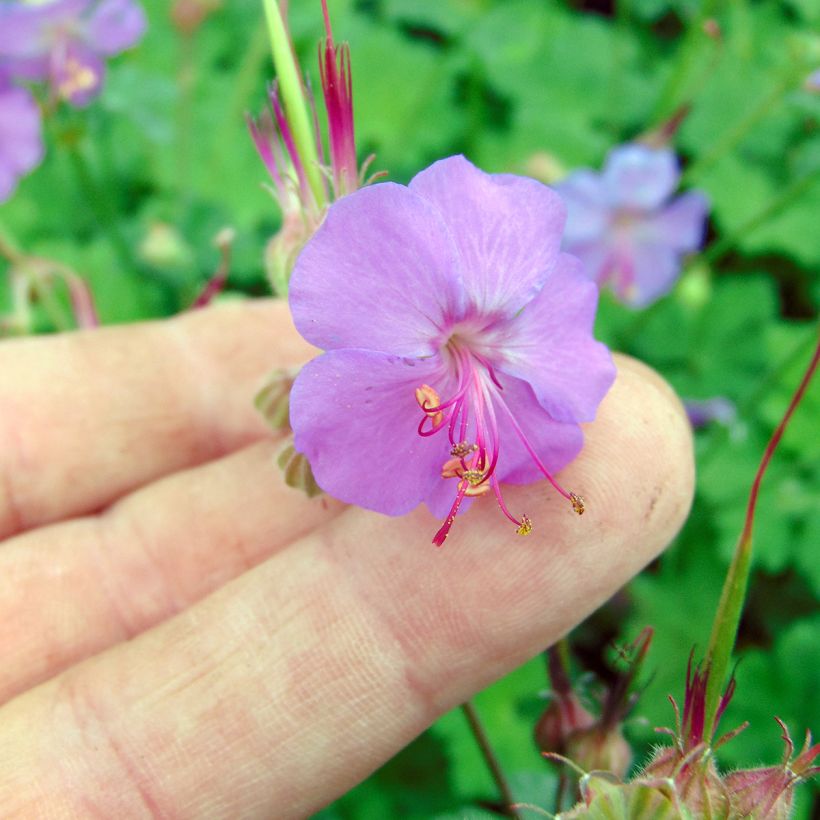 Geranium cantabrigiense Karmina - Cambridge Storchschnabel (Flowering)